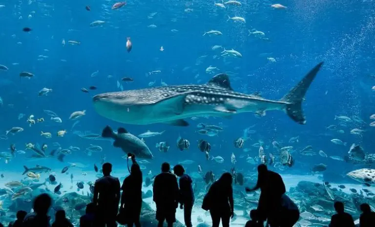 Largest Aquarium