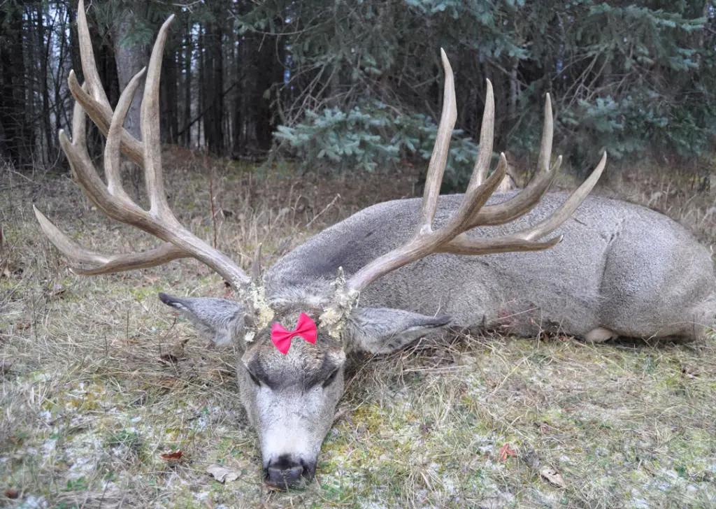 Largest Deer ever killed was done by a 5 year old Girl