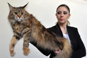 Maine Coon Cat Breed