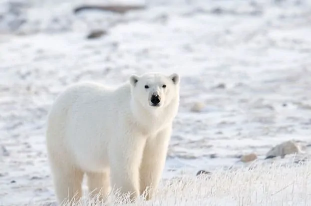 Polar Bear - largest bear breed