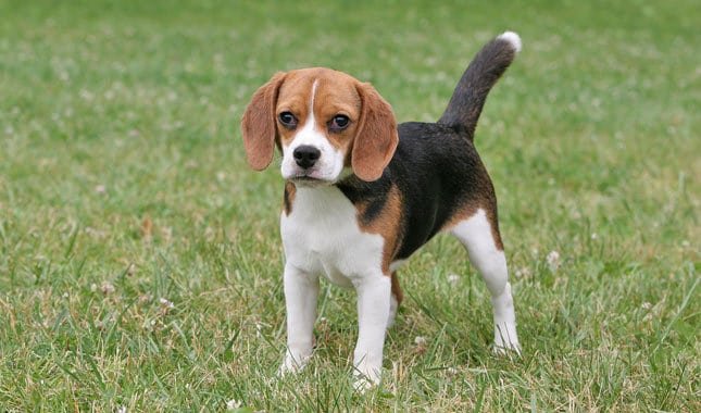 Beagle