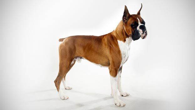 big boxer dogs