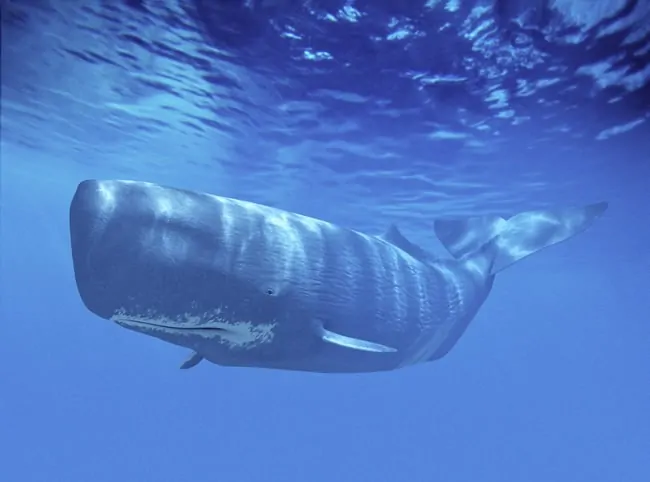 Great Whale - world's largest animal