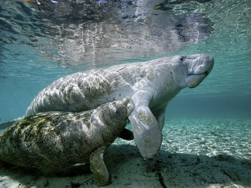 The West Indian Manatee
