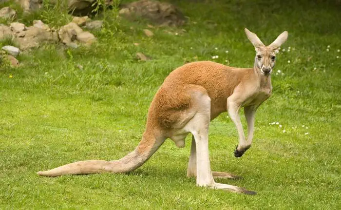 The red kangaroo