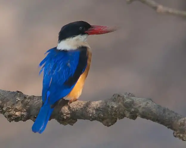 Black-Capped Kingfisher with Black Head