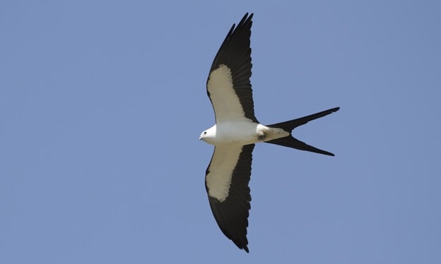 Swallow-Tailed Kite Black Bird