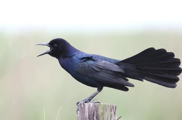10 Types Of Black Birds With Name Origin Characteristics 10Largest