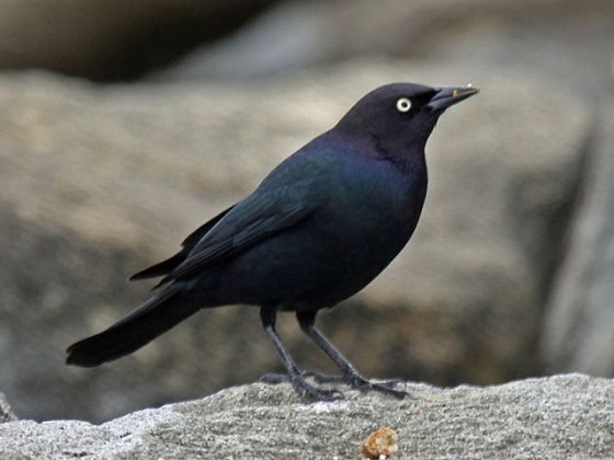 10-types-of-black-birds-with-name-origin-characteristics-10largest