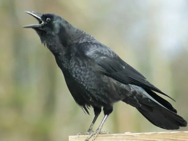 American Crow Black Bird