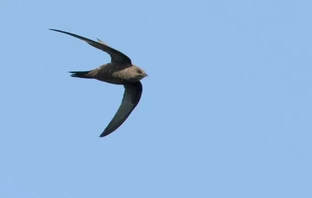 Black Swift Bird