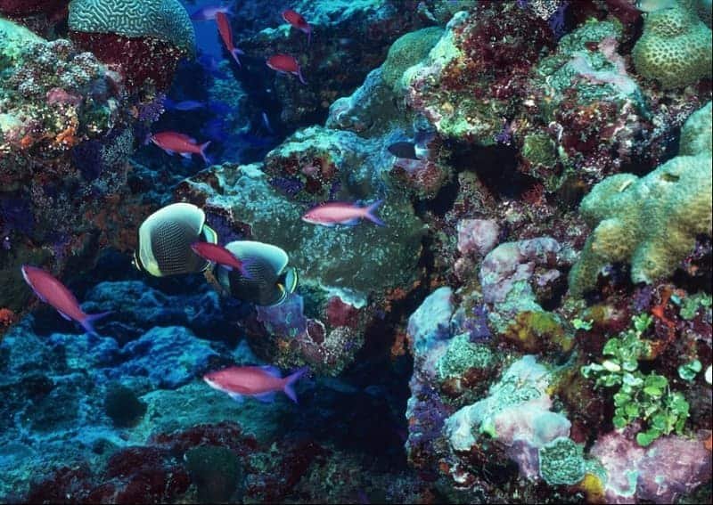 Andros Barrier Reef