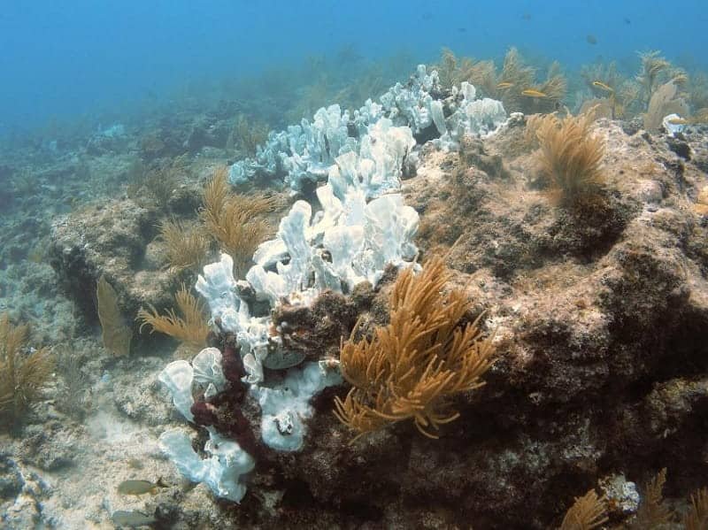 Florida Keys Coral Reef