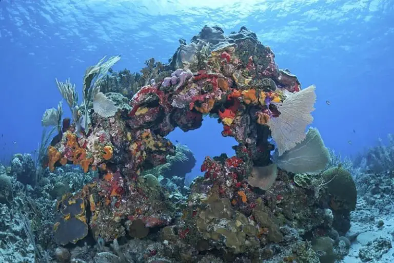 10 Of The Largest Coral Reefs In The World - 10Largest