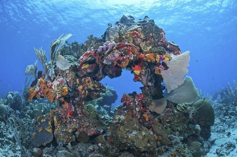 Mesoamerican Coral Reef