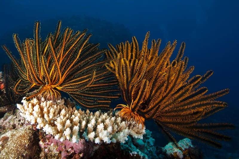 New Caledonian Coral Reef