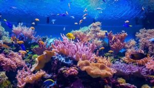 largest coral reefs in the world