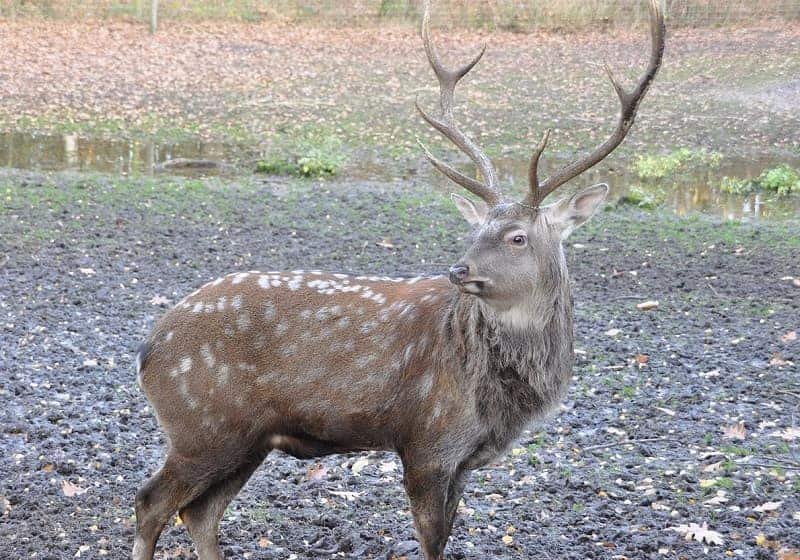 animal with antlers