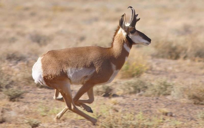 American Antelope with antlers