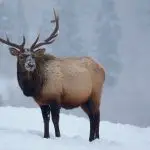 animal with antlers