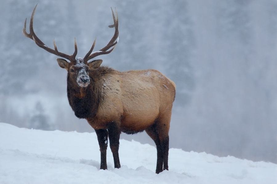 11-top-animals-with-antlers-around-the-world-10largest