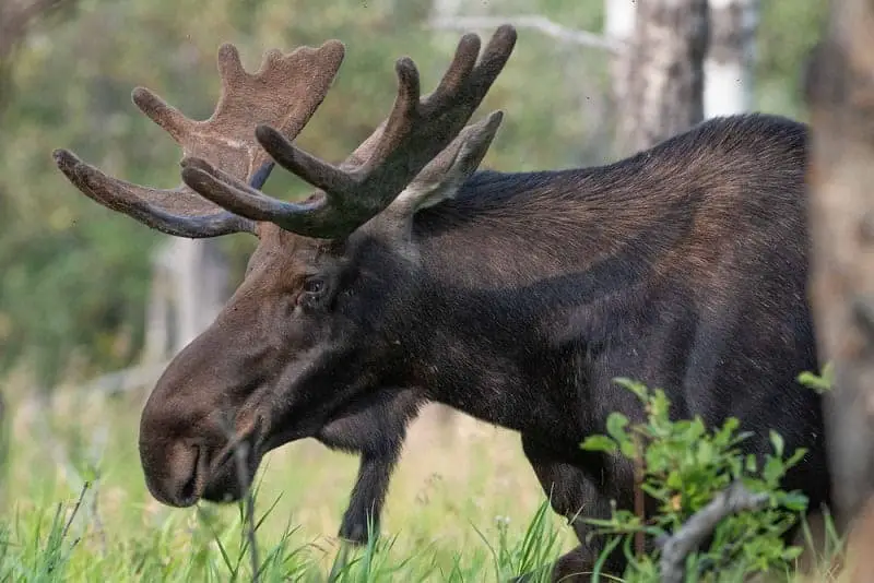 Moose with antlers