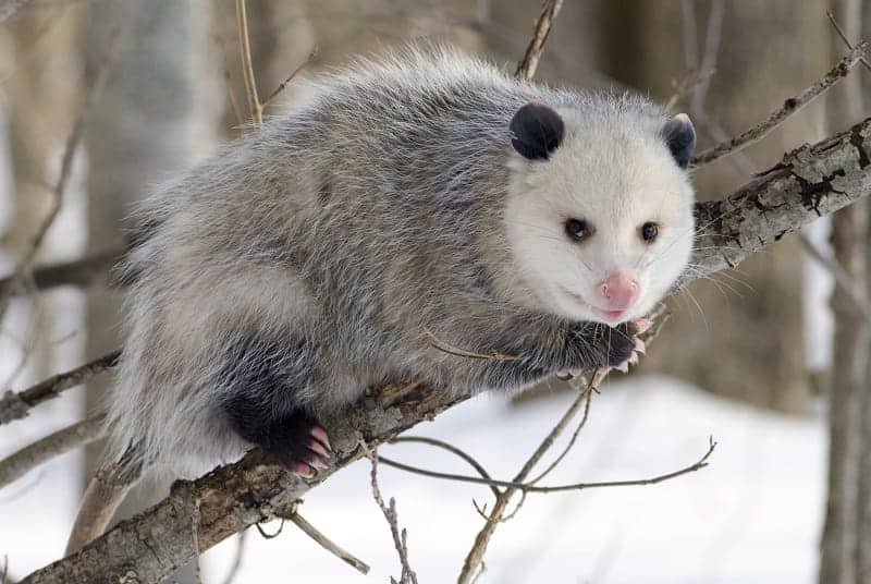 Virginia Opossum