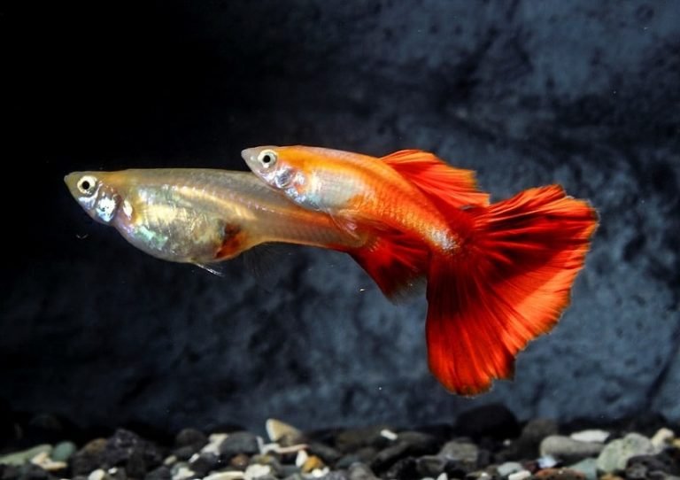 10 Coolest Freshwater Aquarium Fishes That'll Soothe Your Eyes