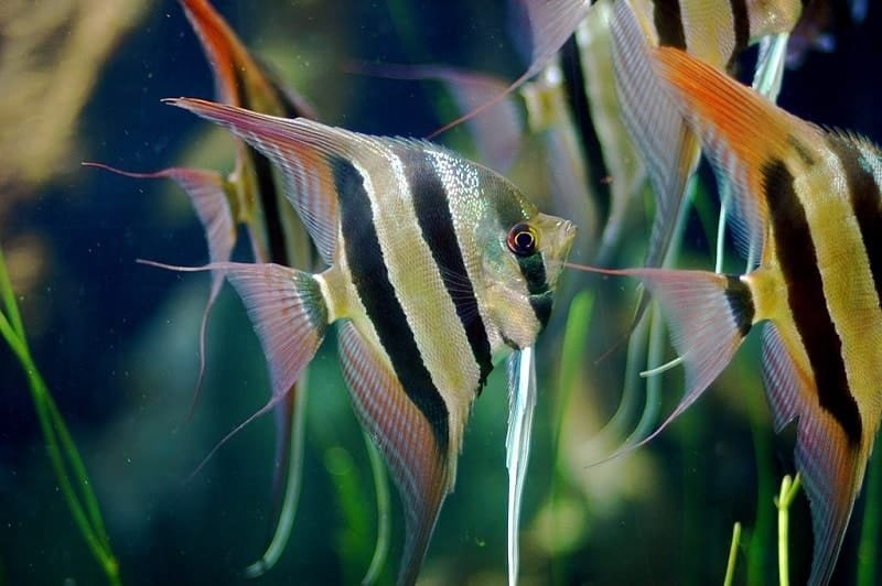 Angel Fish