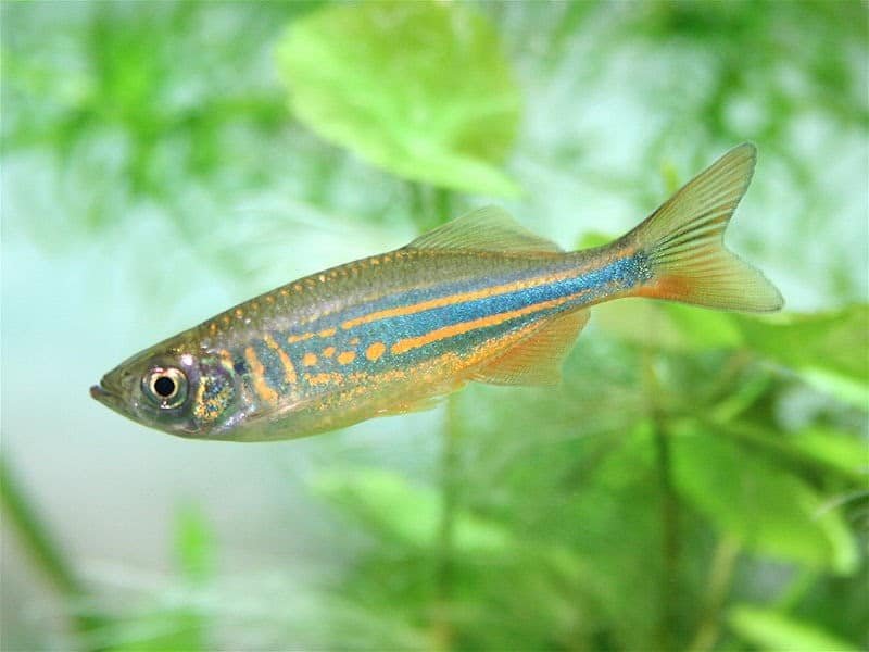 Danios