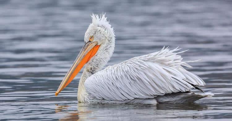 biggest birds in the world