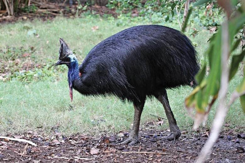 Southern Cassowary