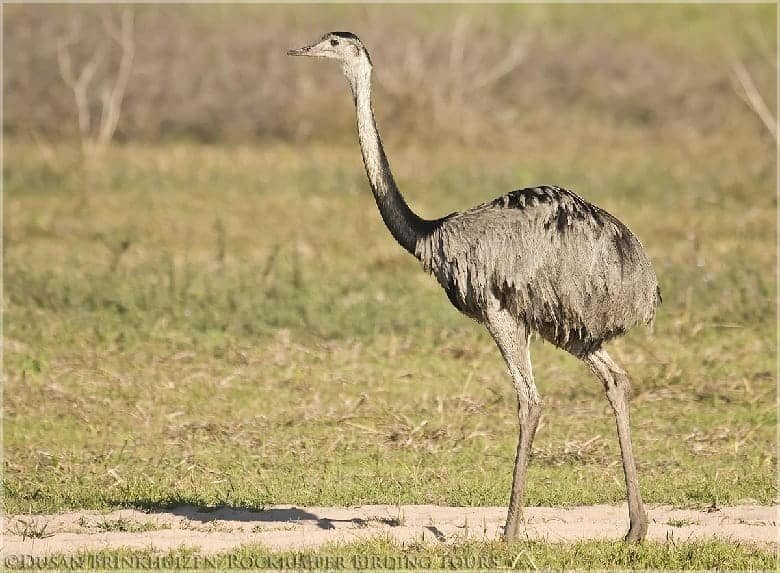 world's biggest birds