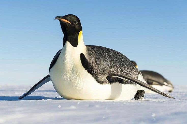 Emperor Penguin