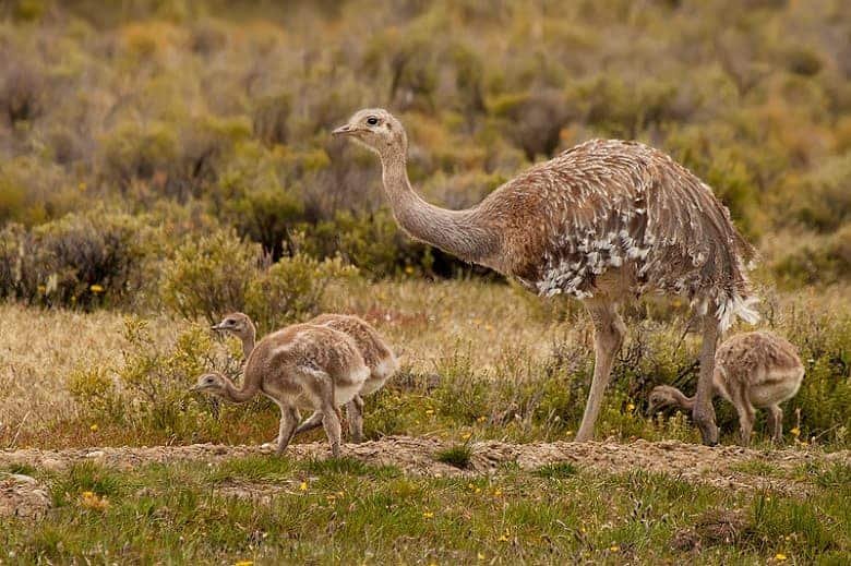 Rhea Pennata