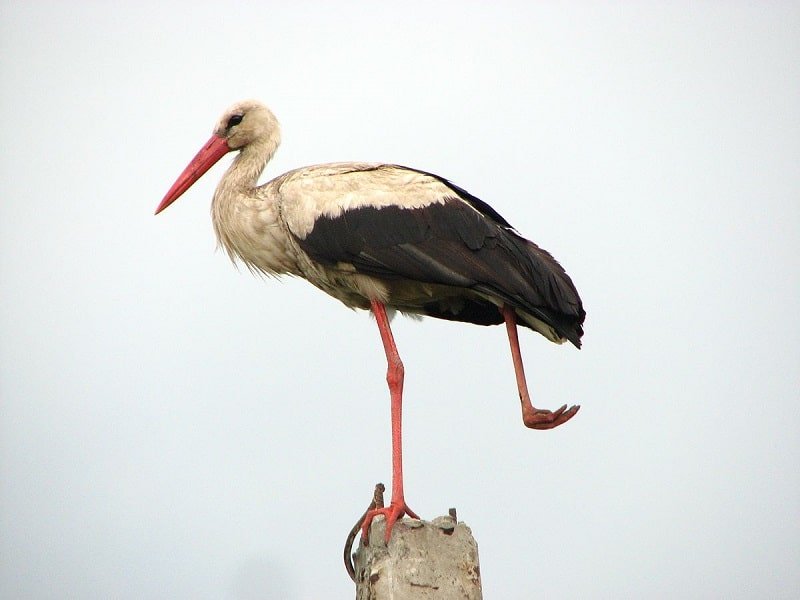 Stork - bird with long beak