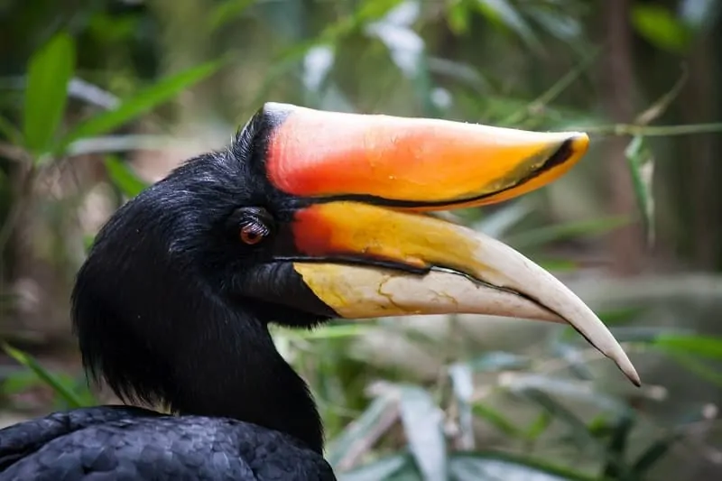 bird with long colorful beak