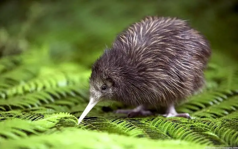 Kiwi- brown bird with long beak