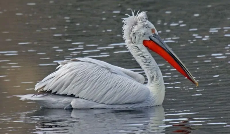 white bird with long beak - Dalmacian Pelican