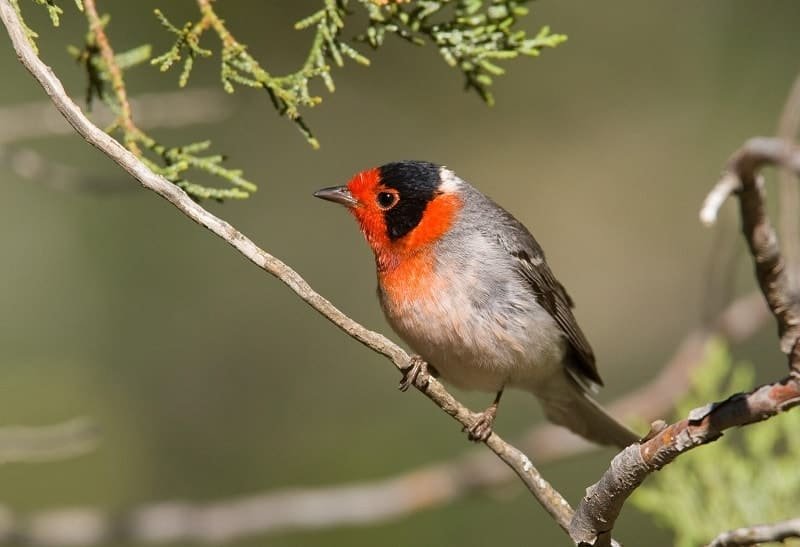 Different brown Birds with Long Beak