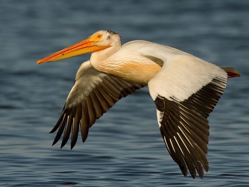 American White Pelican