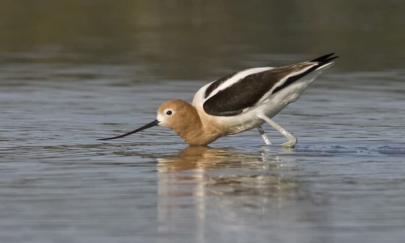 American Avocet with long beak