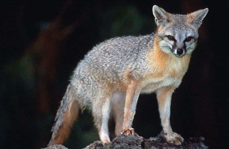 fastest land animal Grayfox