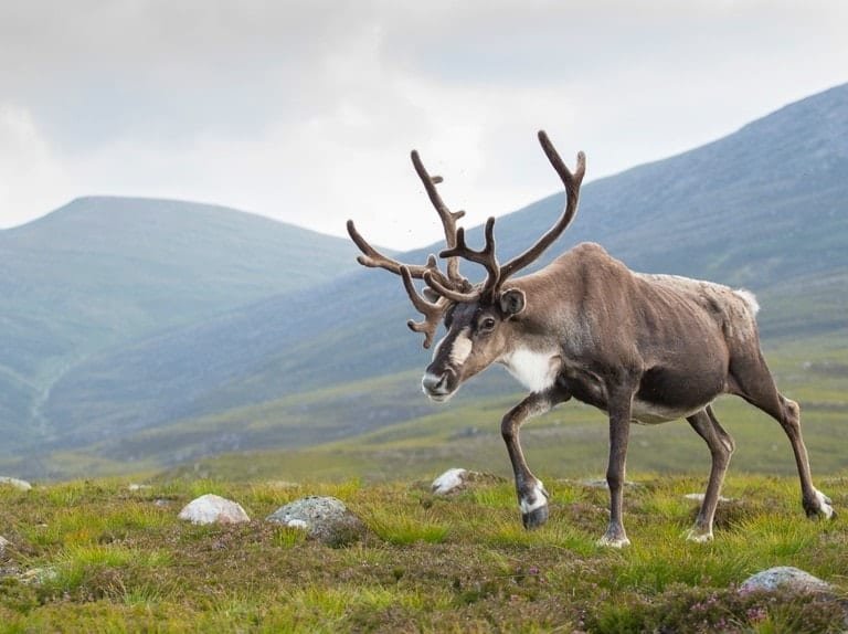 Reindeer