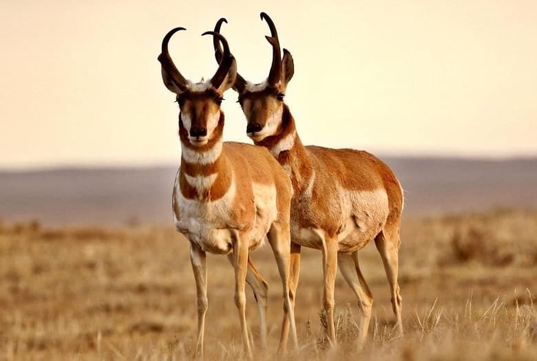 Pronghorn Antelope