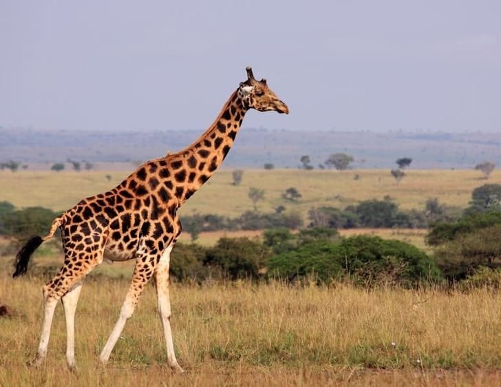 Giraffe