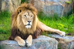 the largest living cat in the world