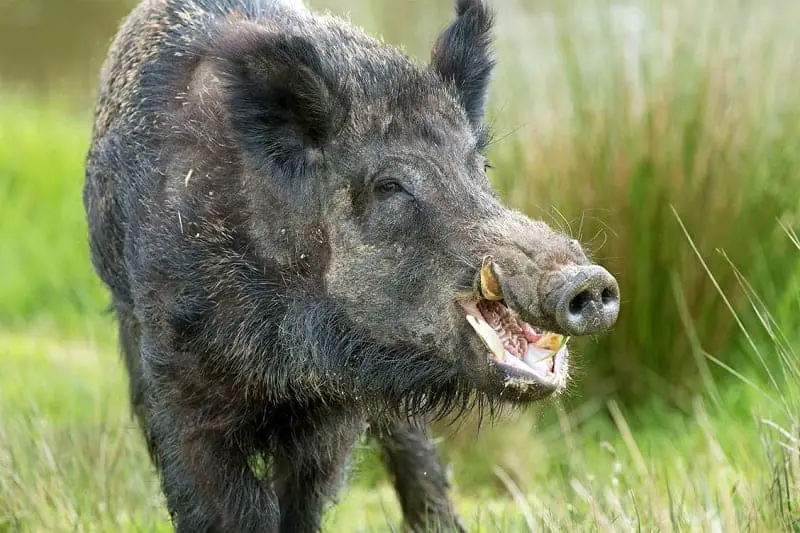 Wild Boar- most ferociaous animal