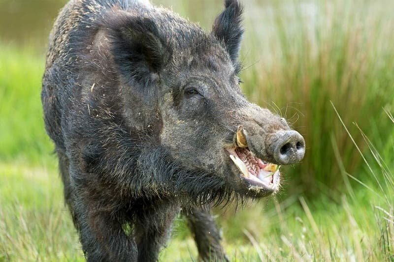 Wild Boar- most ferociaous animal