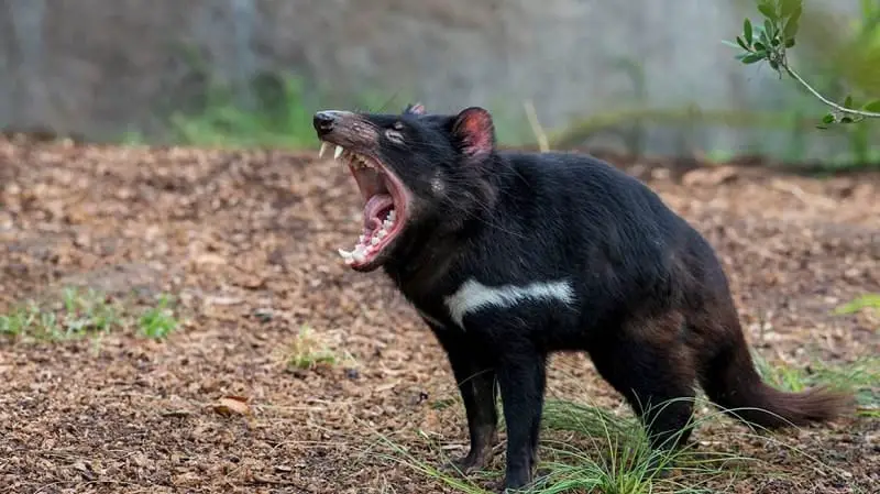 Tasmanian Devil-The most ferocious animal